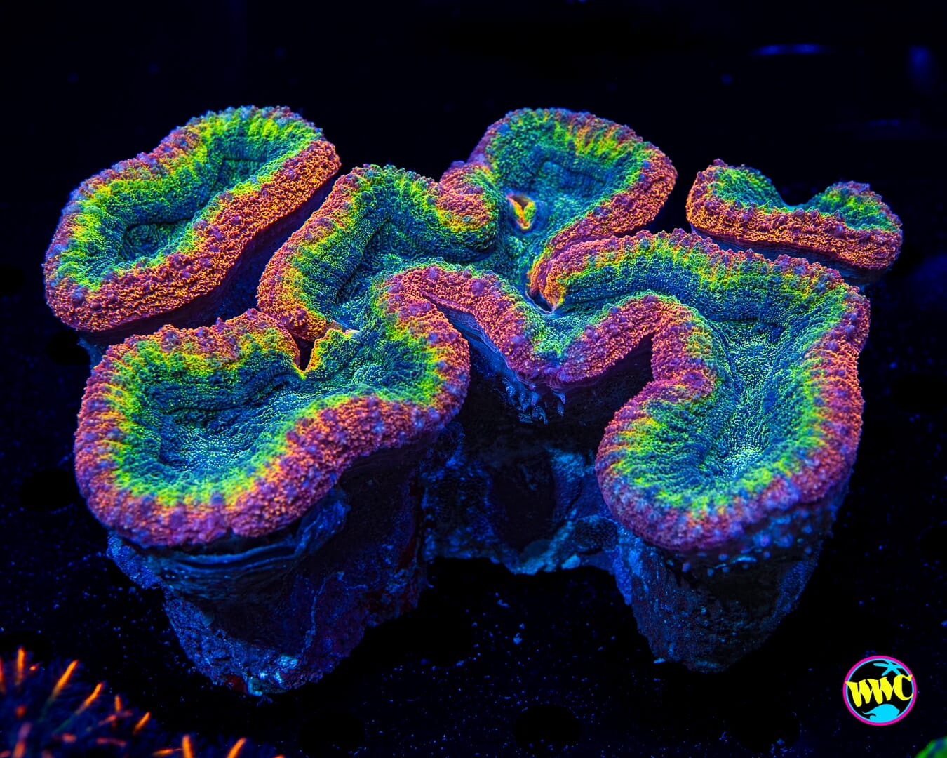 LG Rasta Lobophyllia - Daylight Photo