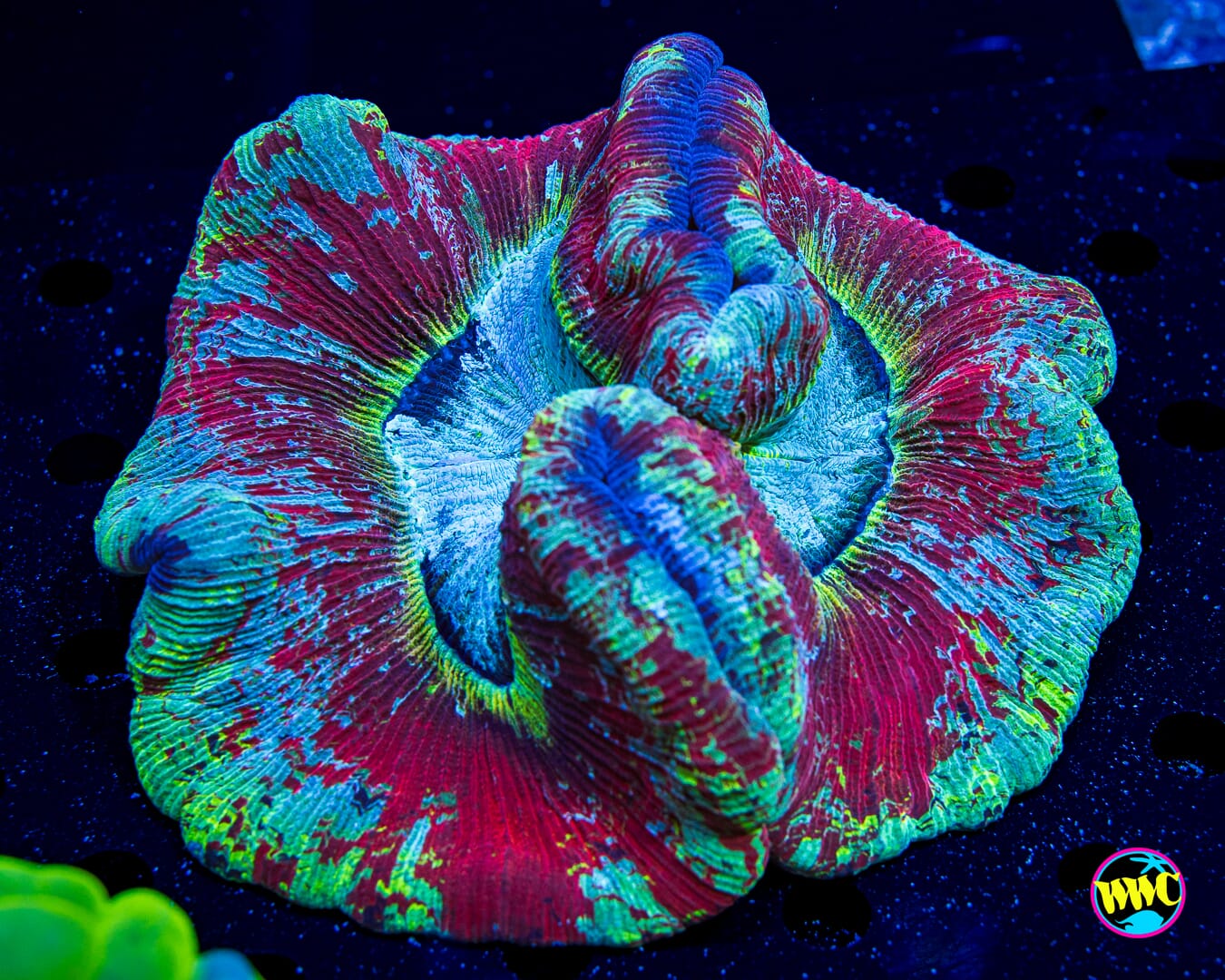 Frosted Splatter Trachyphyllia - Daylight Photo