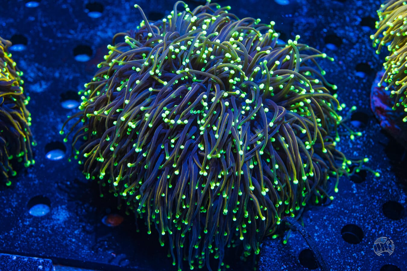 XXL Dragon Soul Torch #2 - Daylight Photo