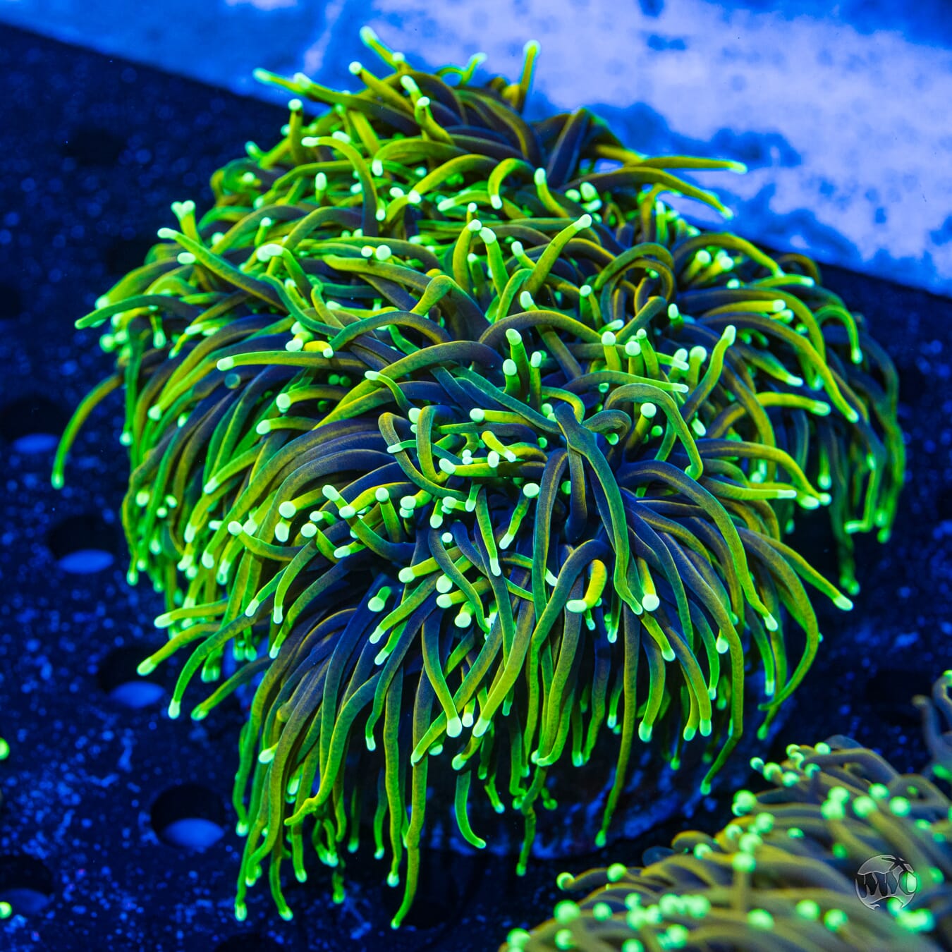 XL Juicy Fruit Torch #1 - Daylight Photo