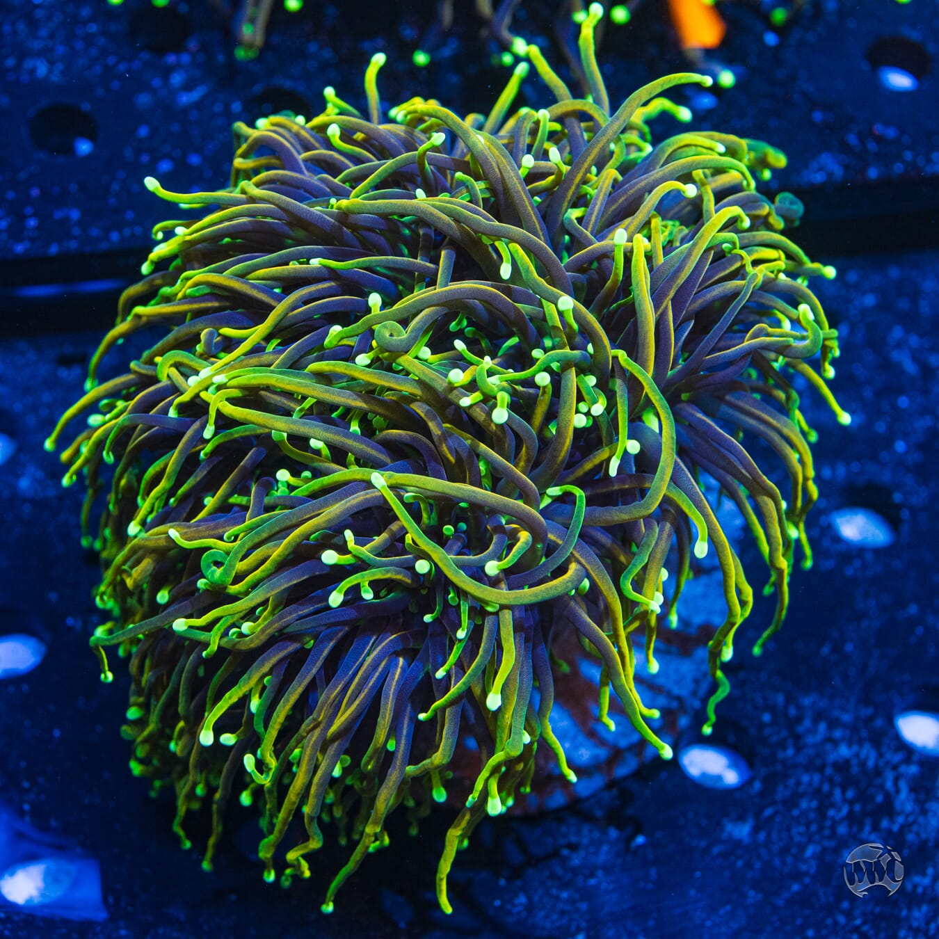 XL Juicy Fruit Torch #1 - Daylight Photo