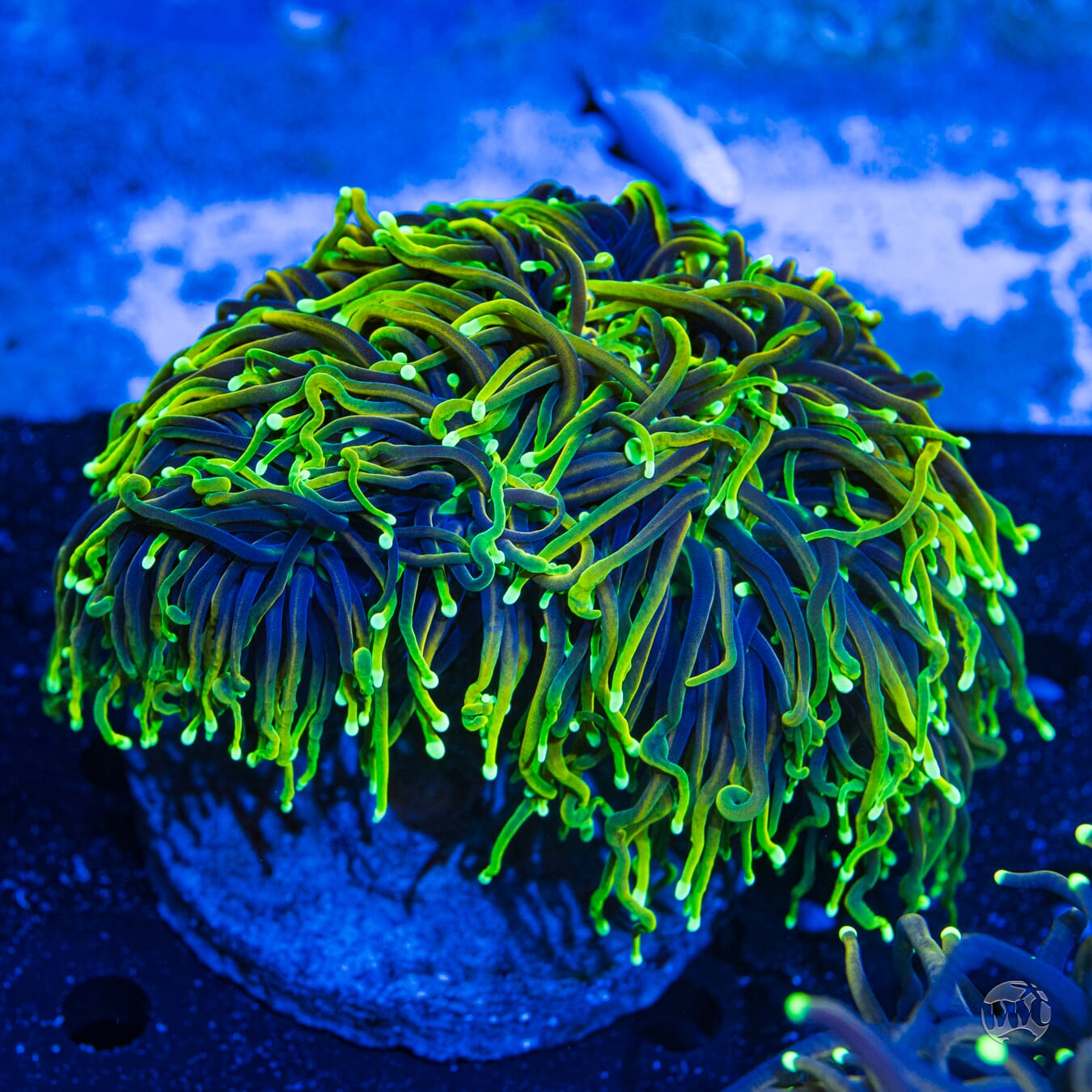 XL Juicy Fruit Torch #1 - Daylight Photo