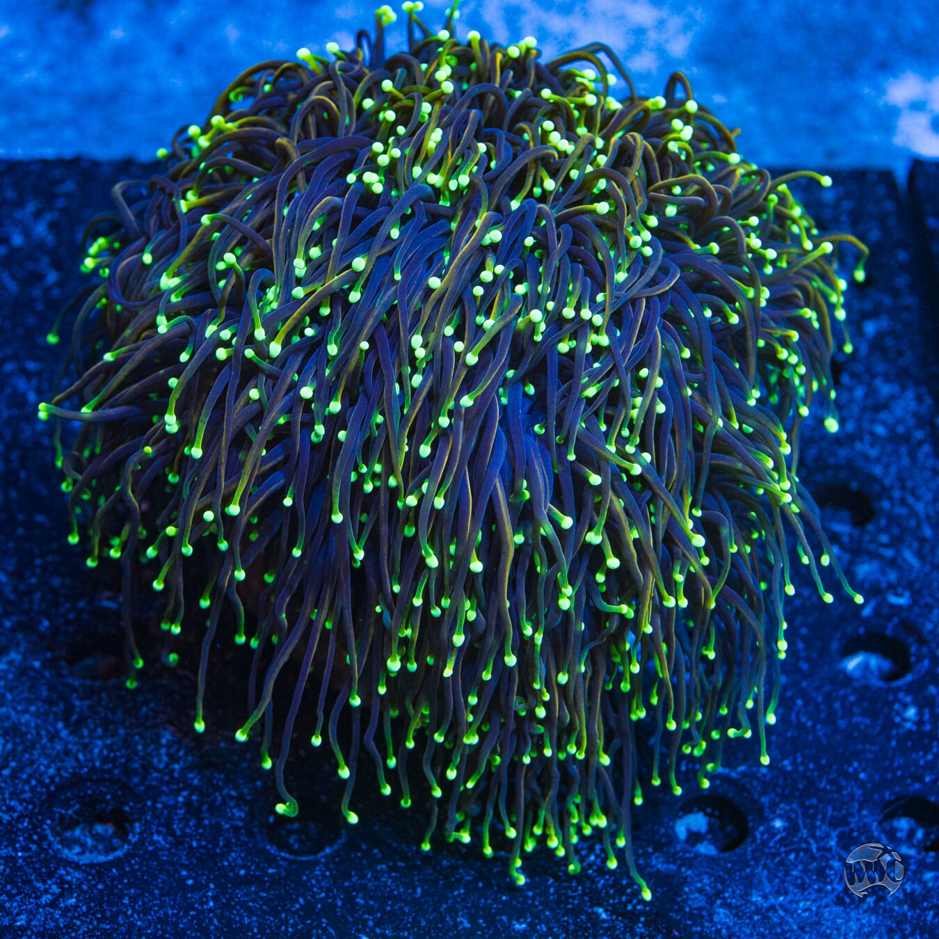 XXL Dragon Soul Torch #12 - Daylight Photo