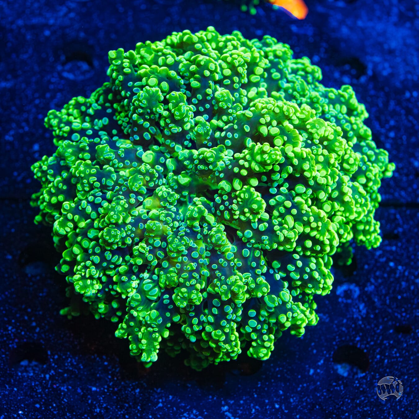 Green Wall Frogspawn - Daylight Photo