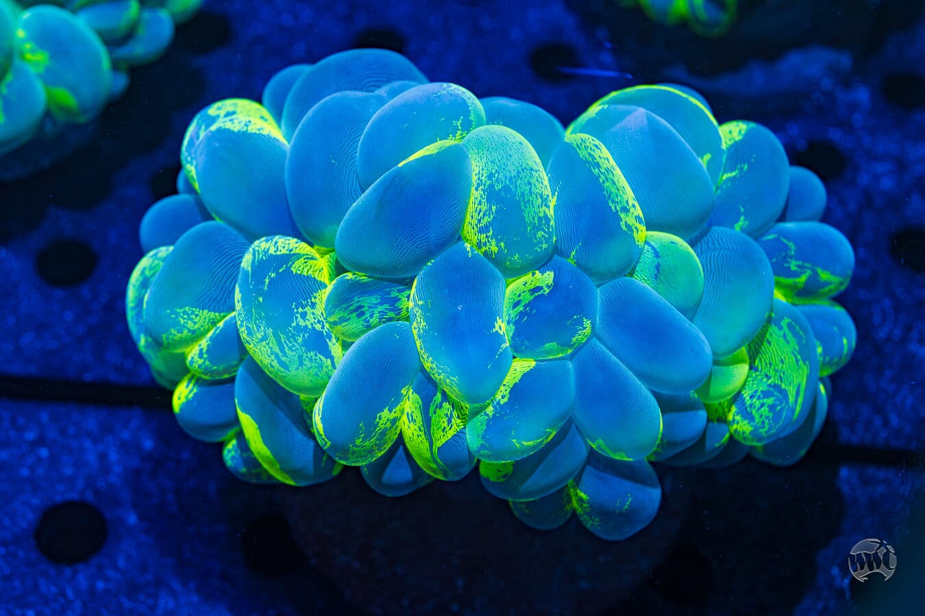 Splatter Bubble Coral #1 - Daylight Photo