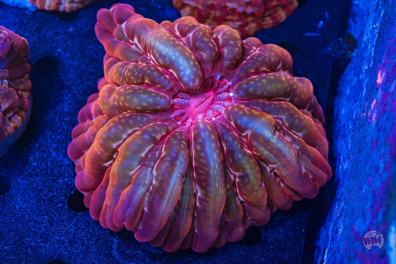 Mottled Red Cynarina - Daylight Photo