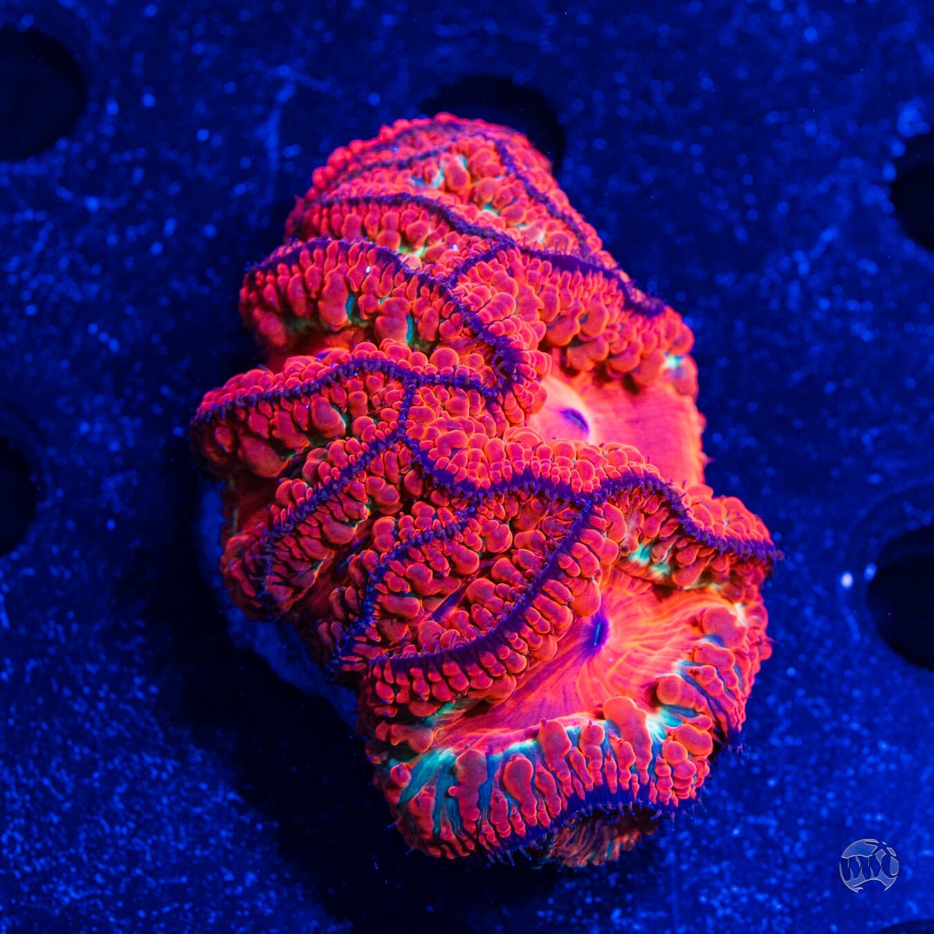 Ultra Wellsi Blastomussa #3 - Daylight Photo