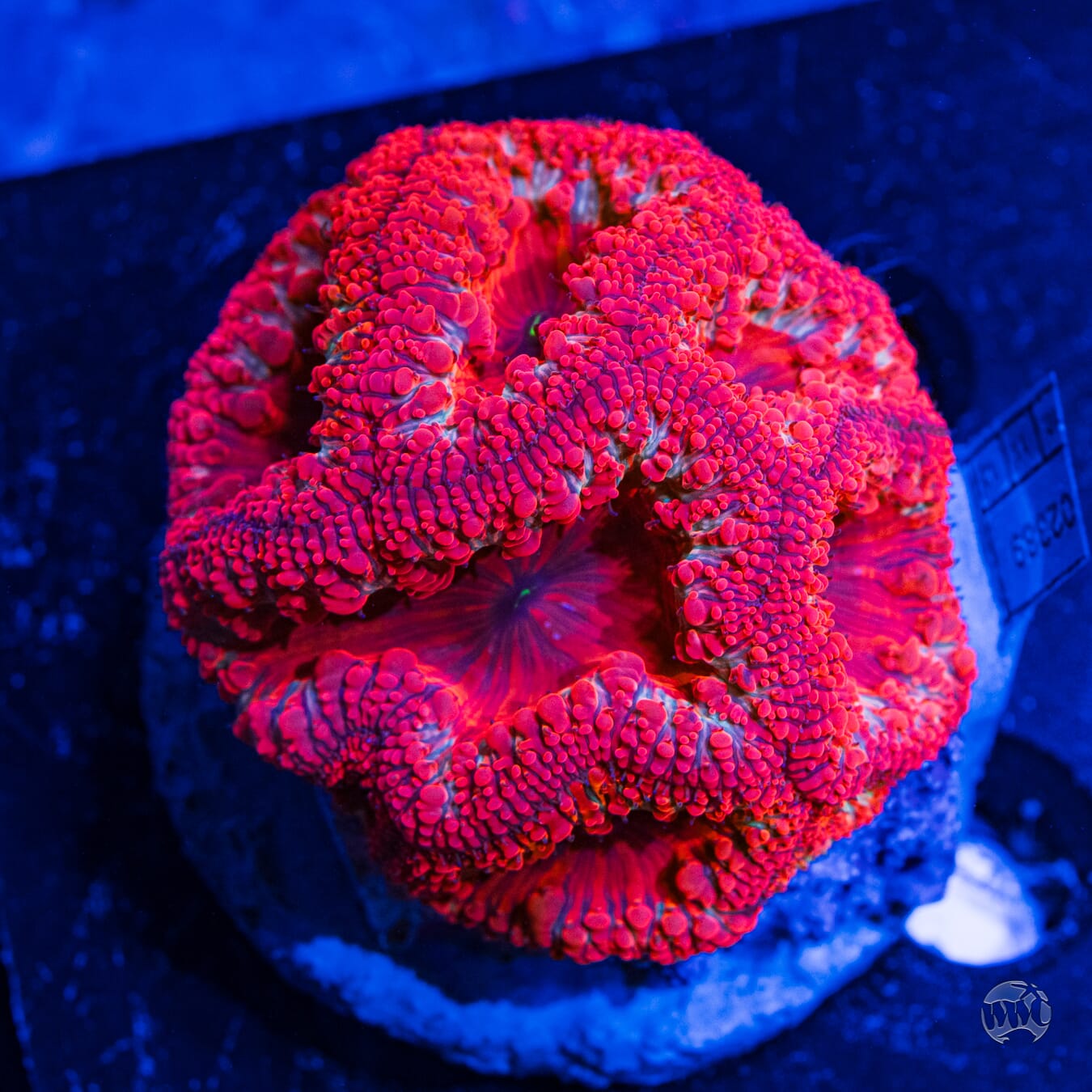 Ultra Wellsi Blastomussa #4 - Daylight Photo