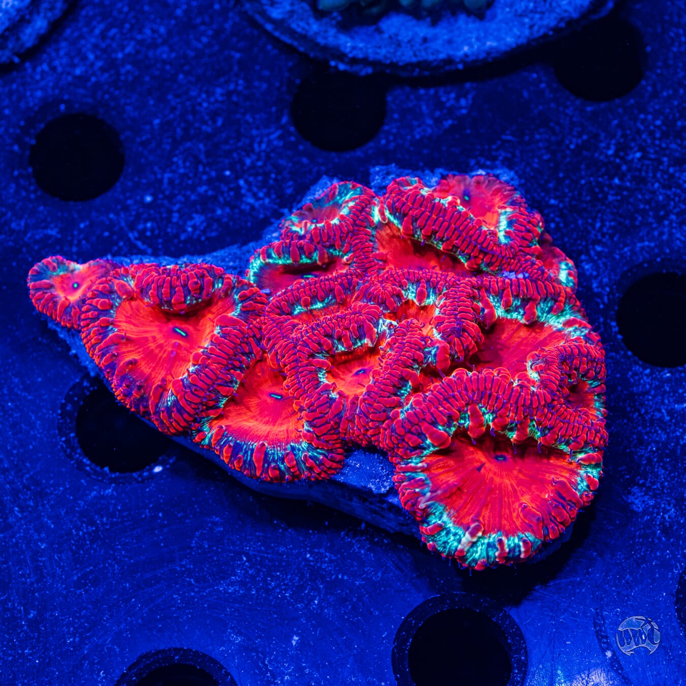 Ultra Wellsi Blastomussa #5 - Daylight Photo