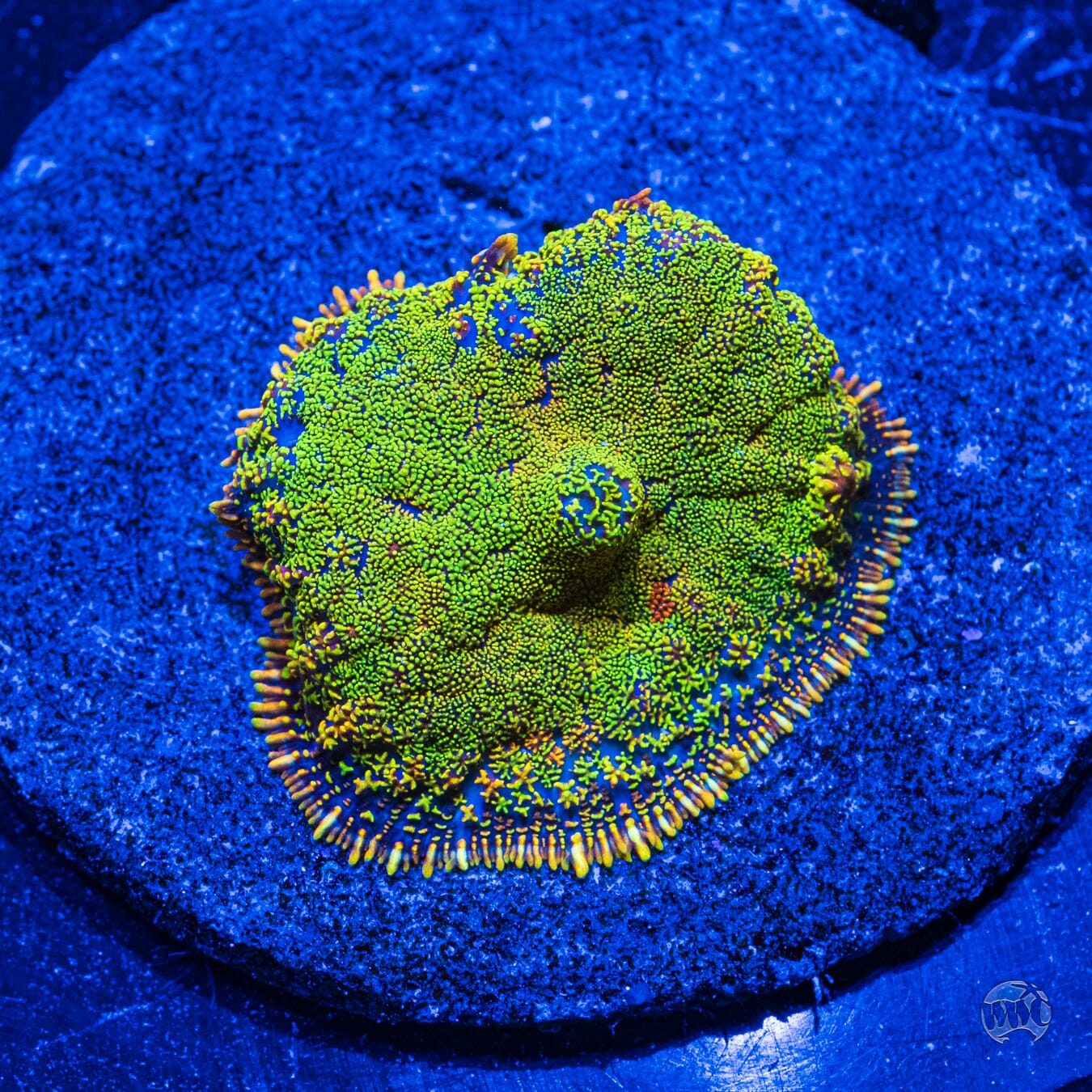 Ultra Rhoactis Mushroom #1 - Daylight Photo