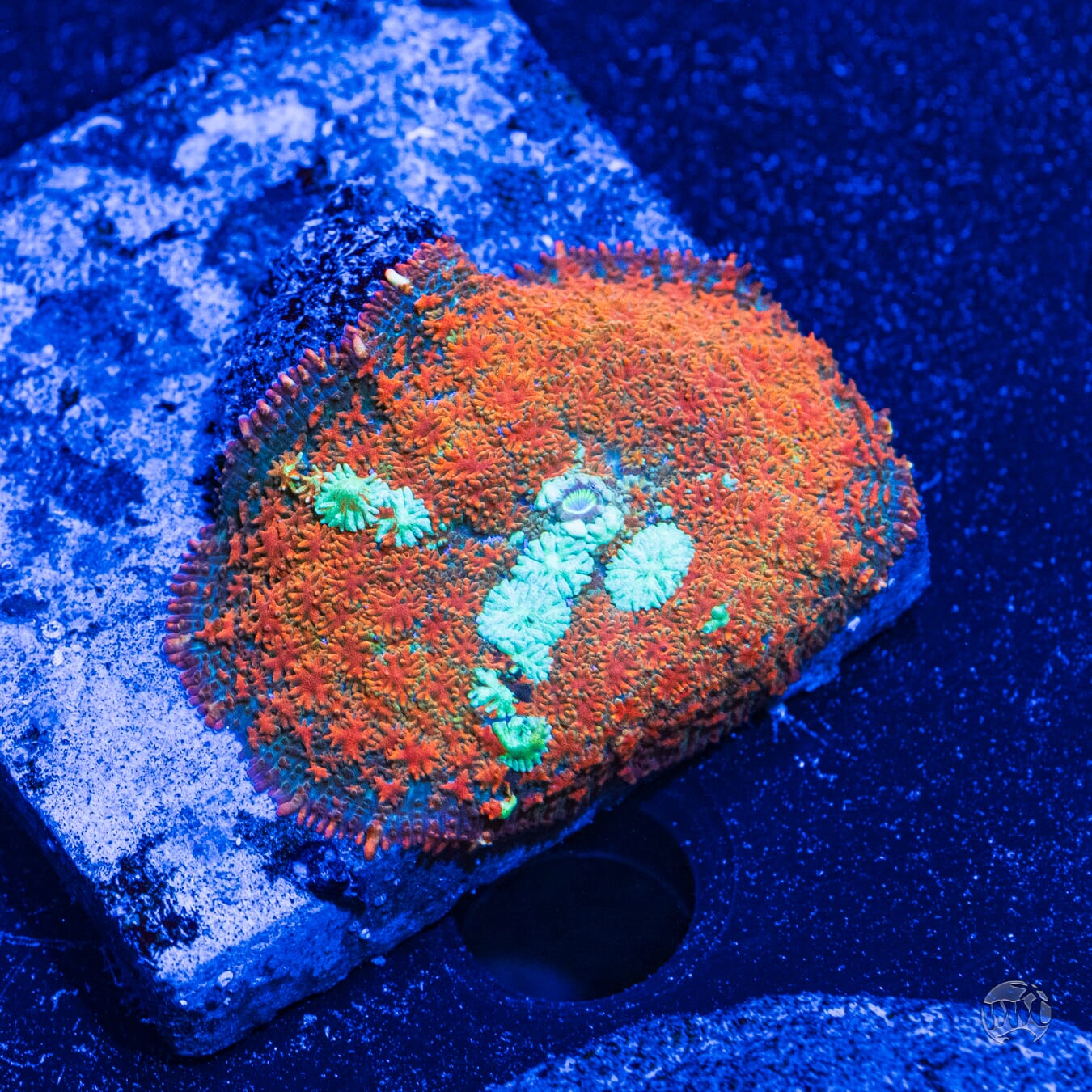 Ultra Rhoactis Mushroom #2 - Daylight Photo