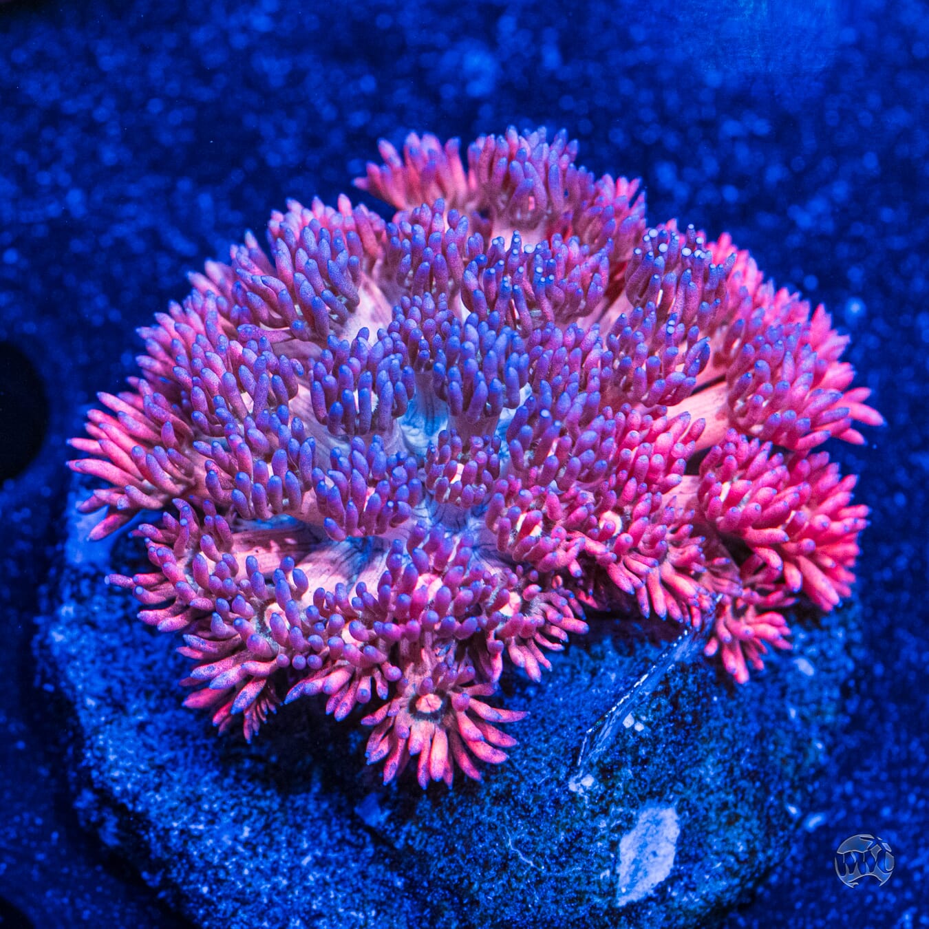 Pink Orange Tentacle Goniopora - Daylight Photo