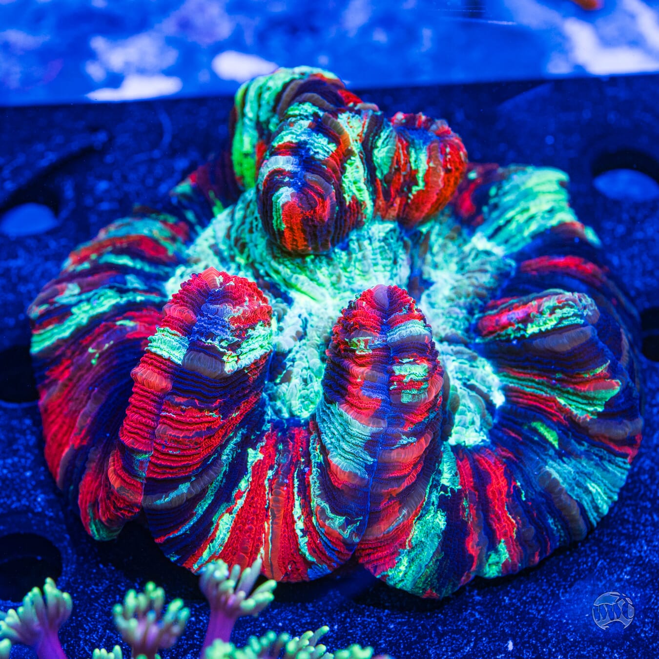 Multicolor Trachyphyllia - Daylight Photo