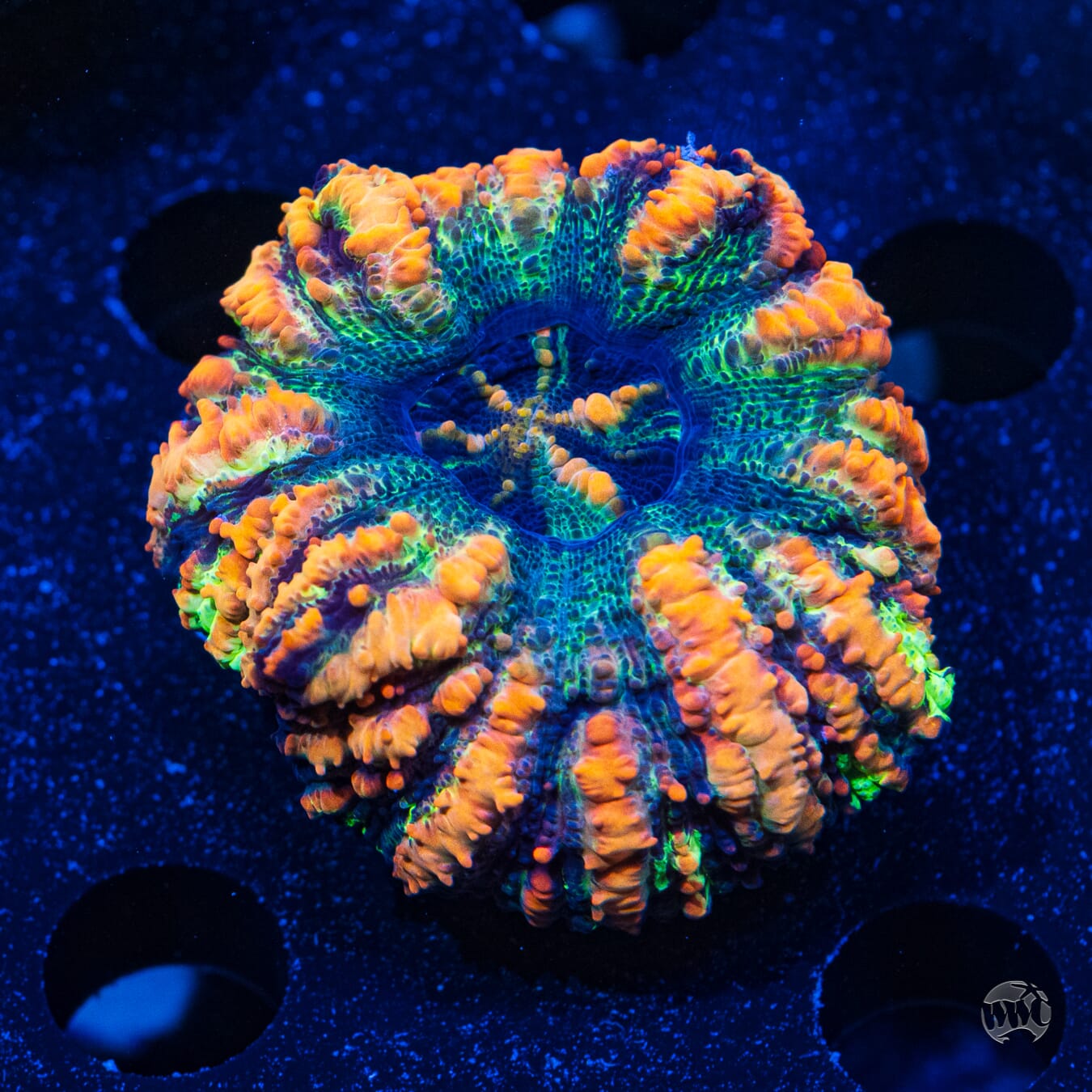 Bicolor Button Scolymia #1 - Daylight Photo