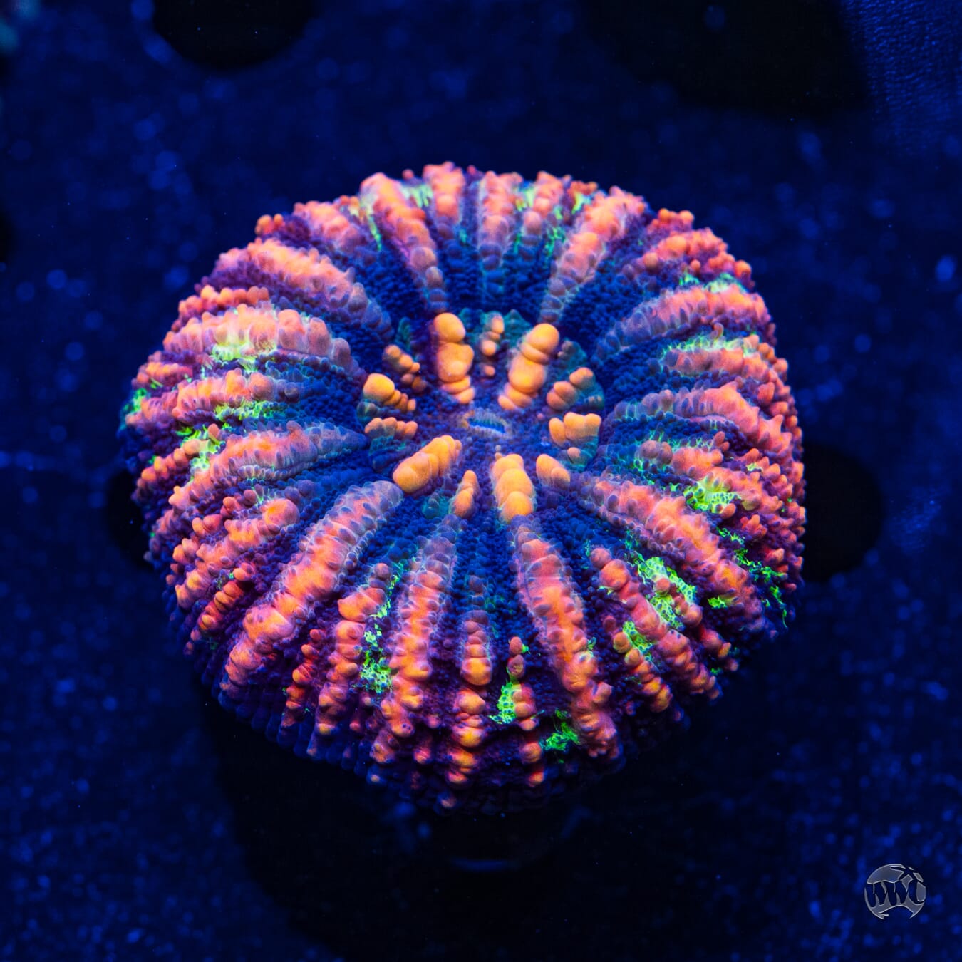 Bicolor Button Scolymia #6 - Daylight Photo