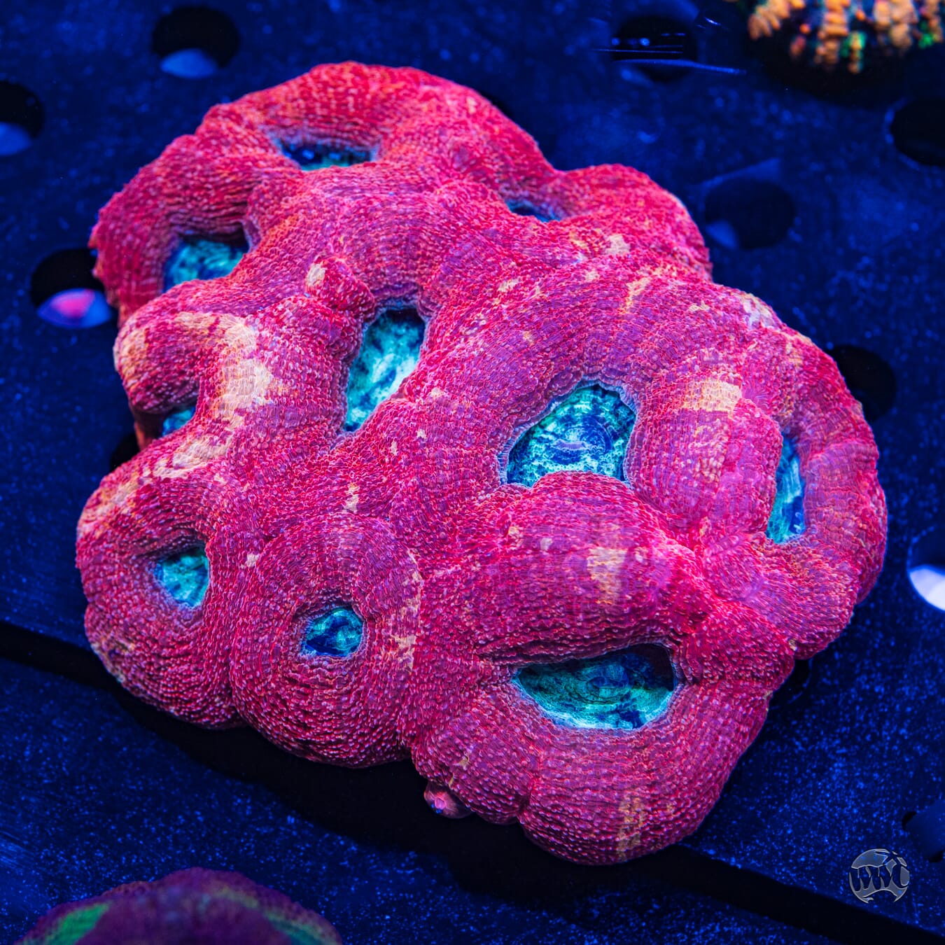 Red and Teal Bowerbanki - Daylight Photo