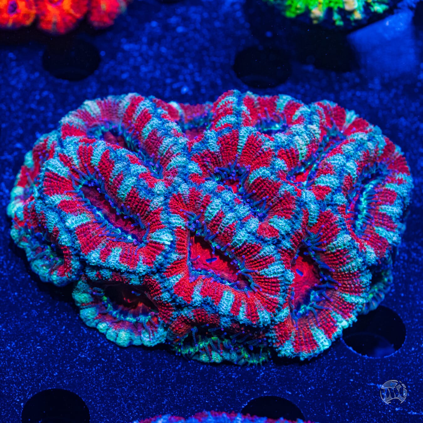 Multicolor Aussie Lord #4 - Daylight Photo