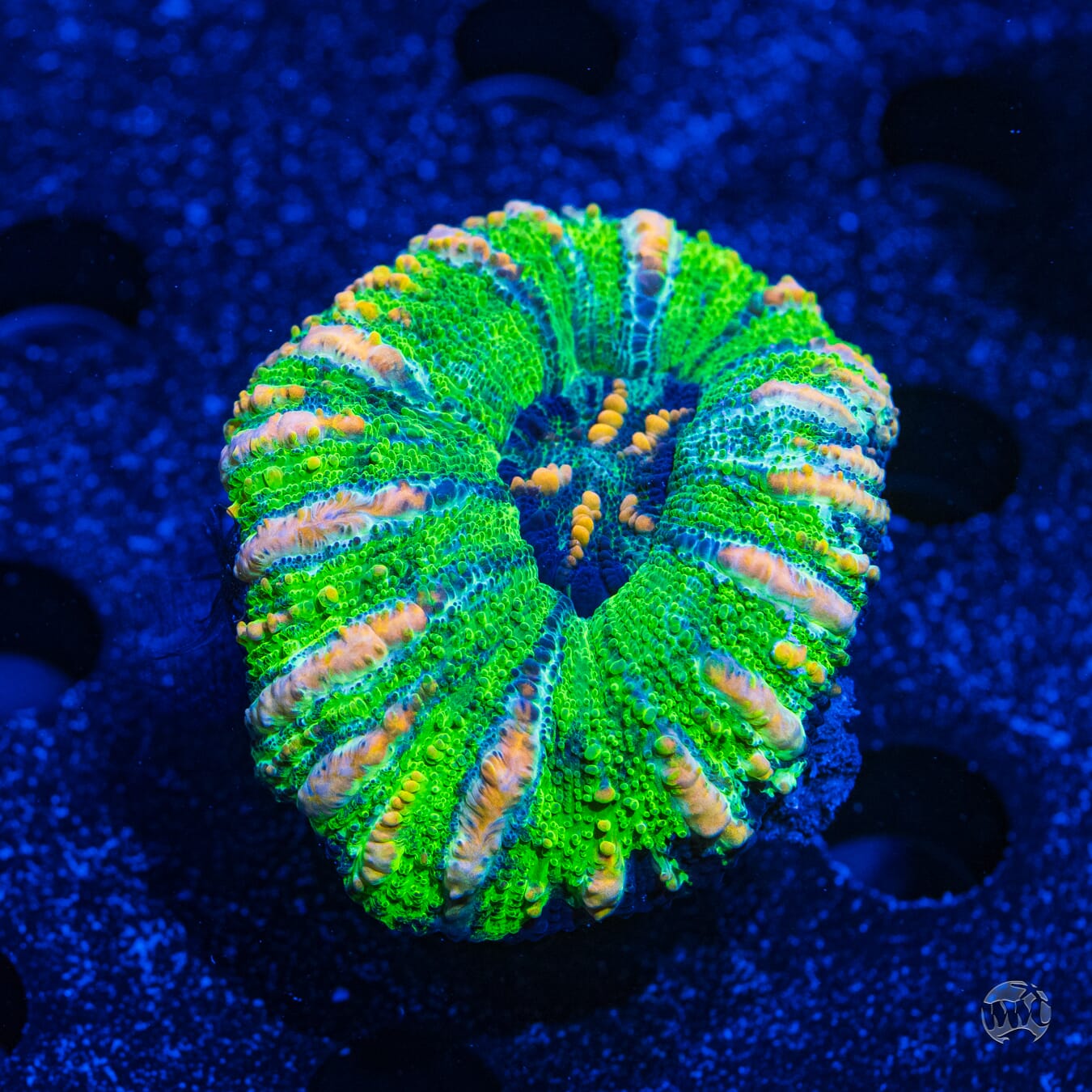 Green Button Scoly - Daylight Photo