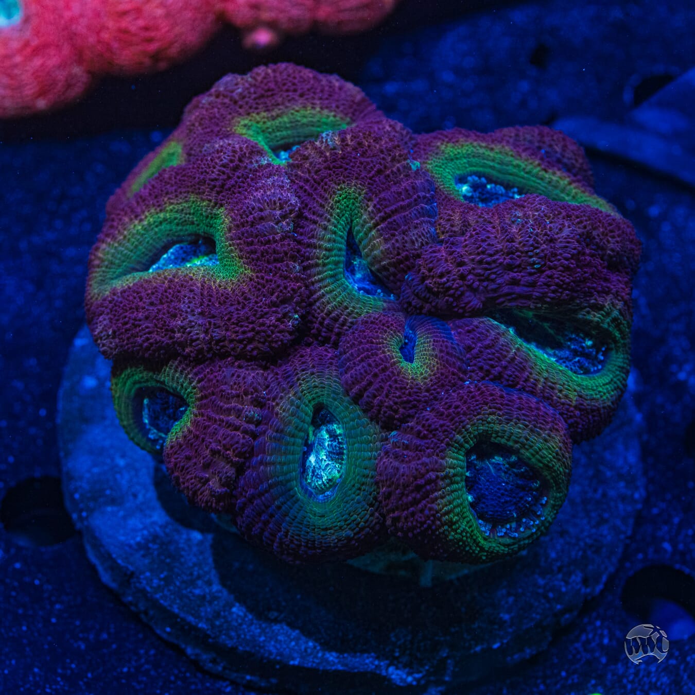 Multicolor Aussie Lord #7 - Daylight Photo