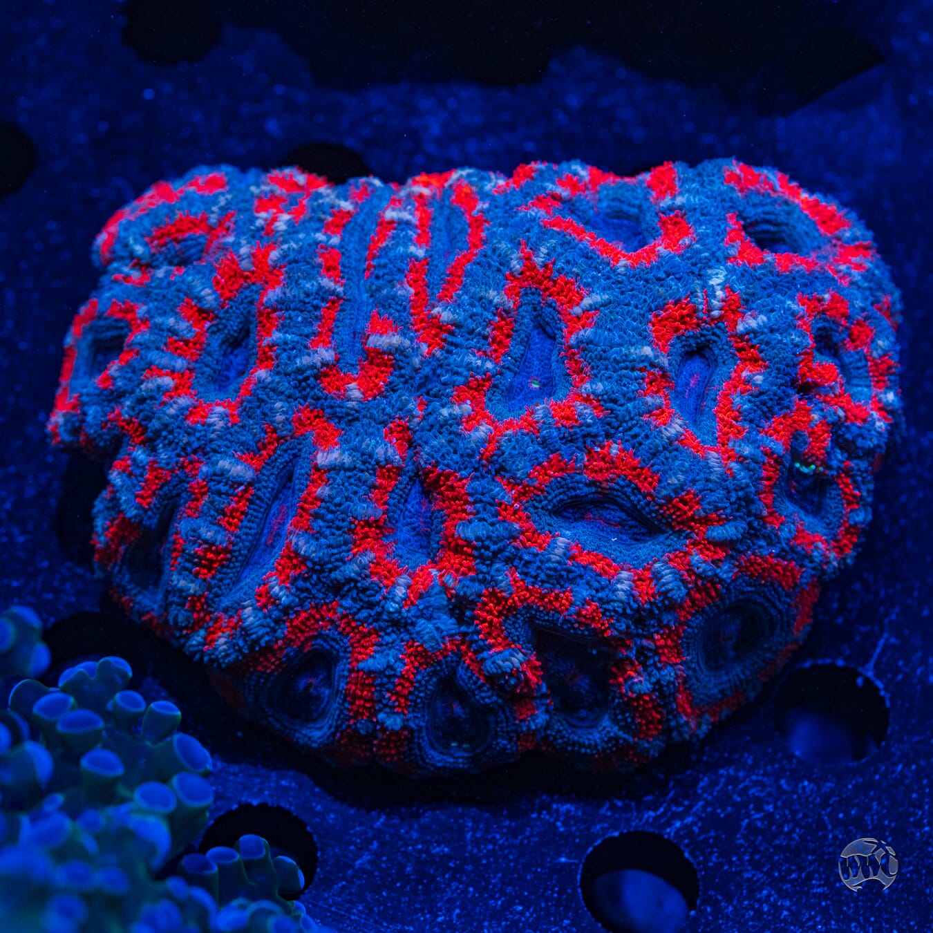 Multicolor Asian Lord #1 - Daylight Photo