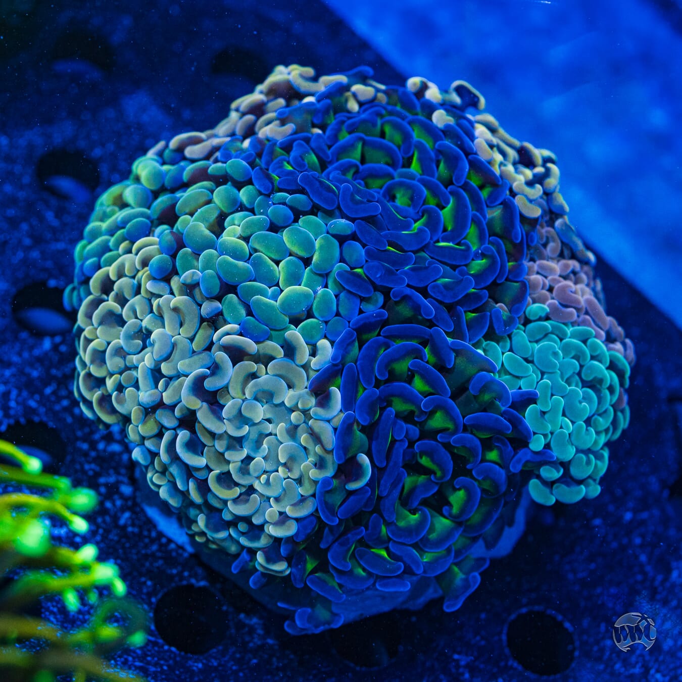 Branching Hammer Coral Instant Garden #1 - Daylight Photo