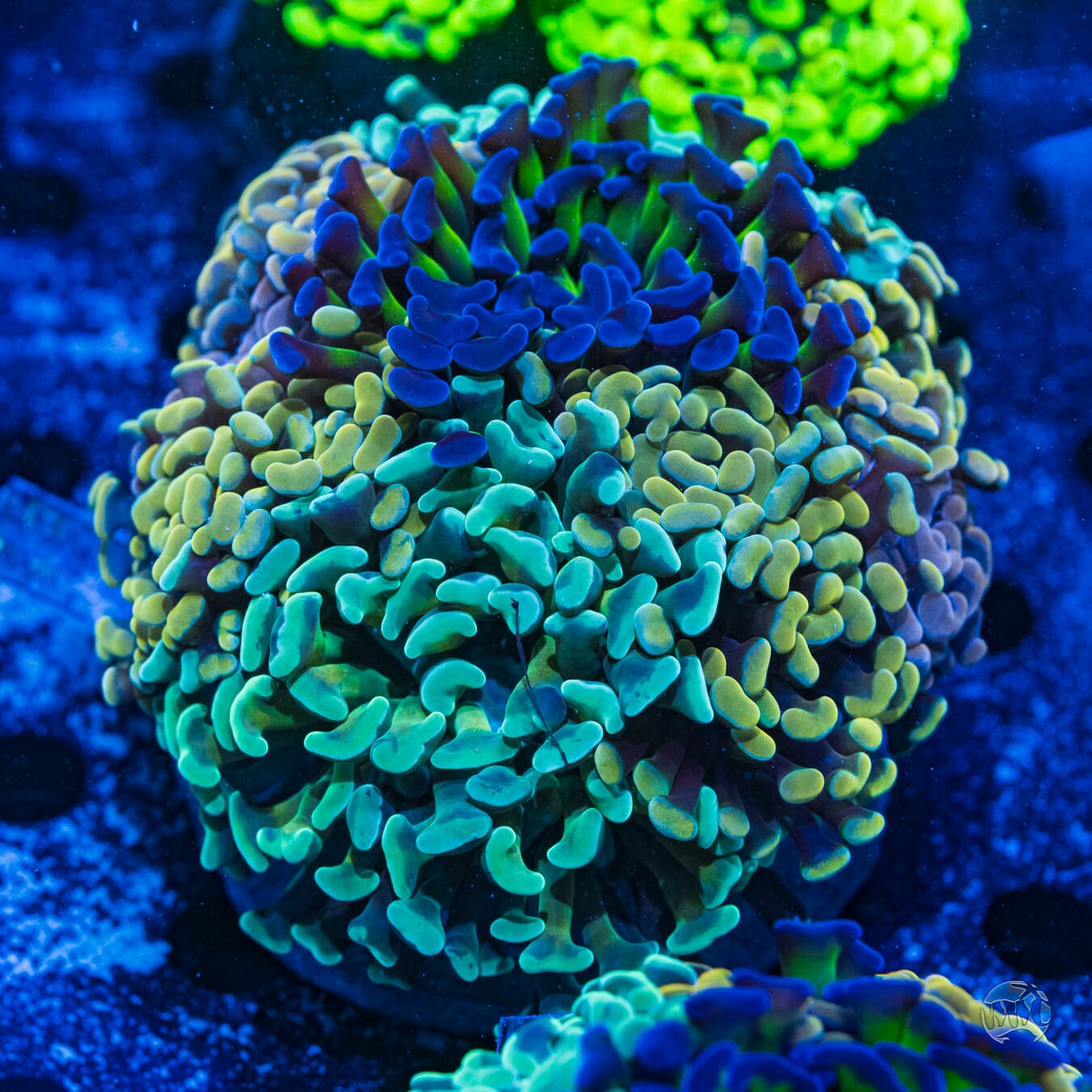 Branching Hammer Coral Instant Garden #3 - Daylight Photo