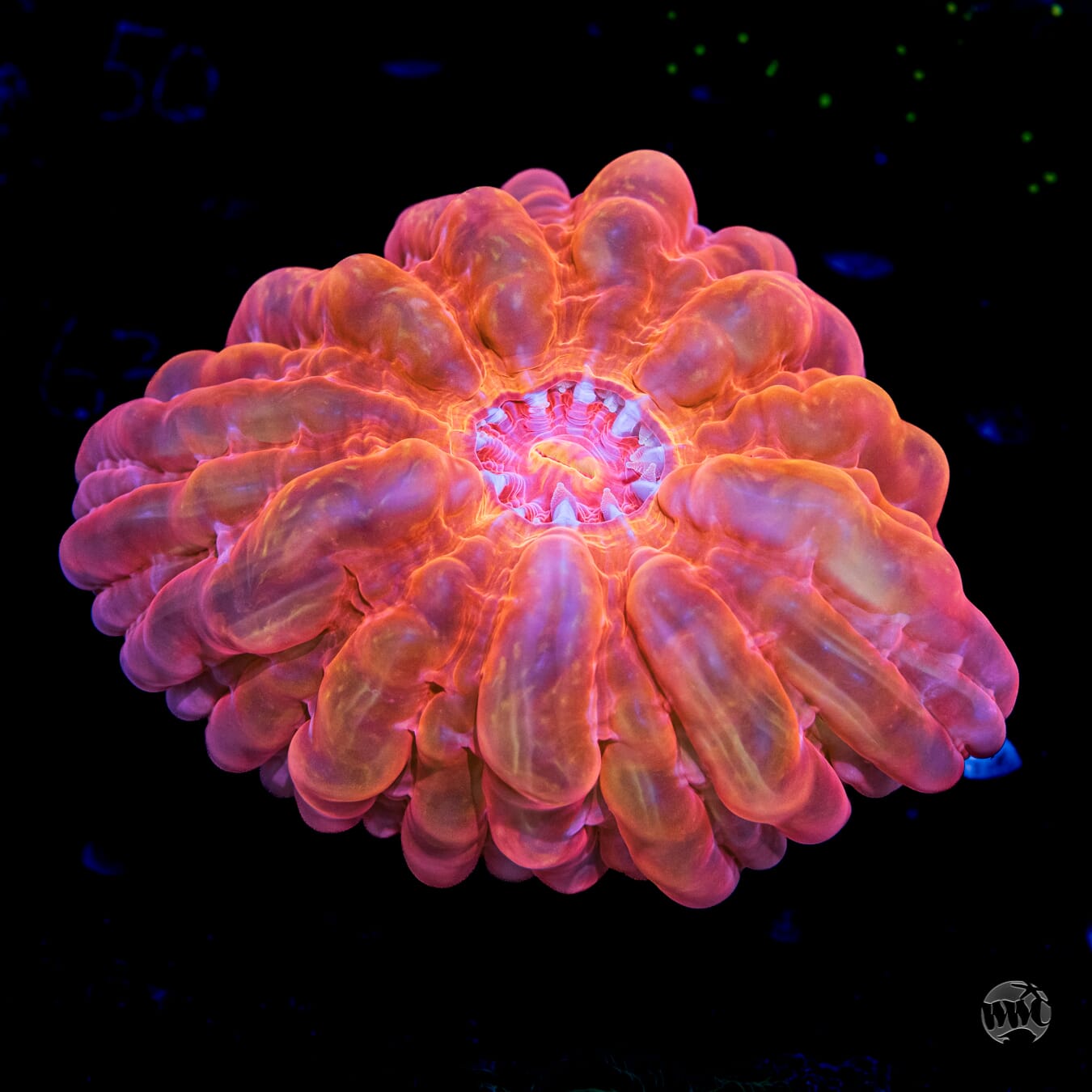 Ultra Red Orange Cynarina - Daylight Photo
