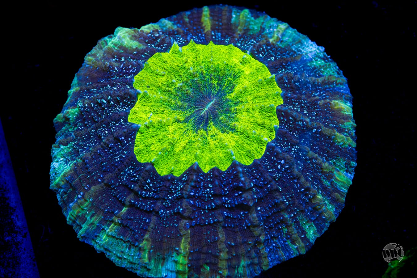 Radioactive Acanthophyllia - Daylight Photo