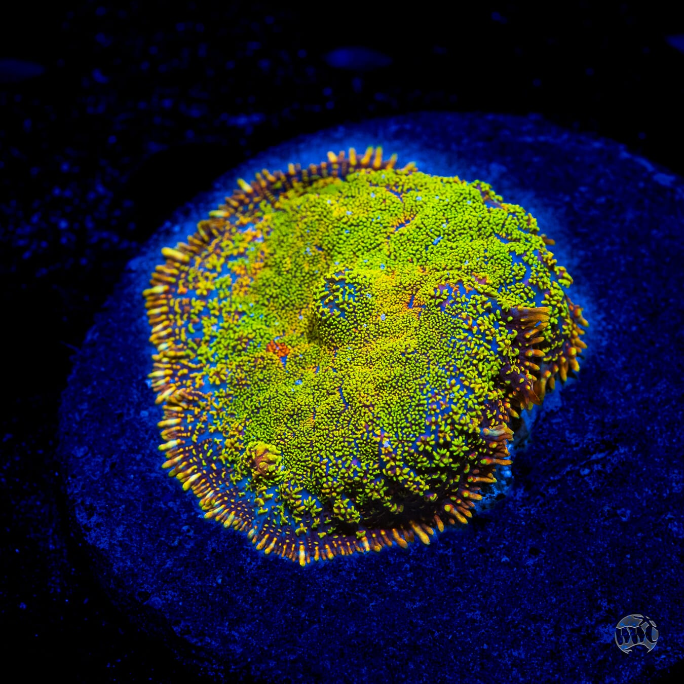 Fully Baked Rhodactis  - Daylight Photo