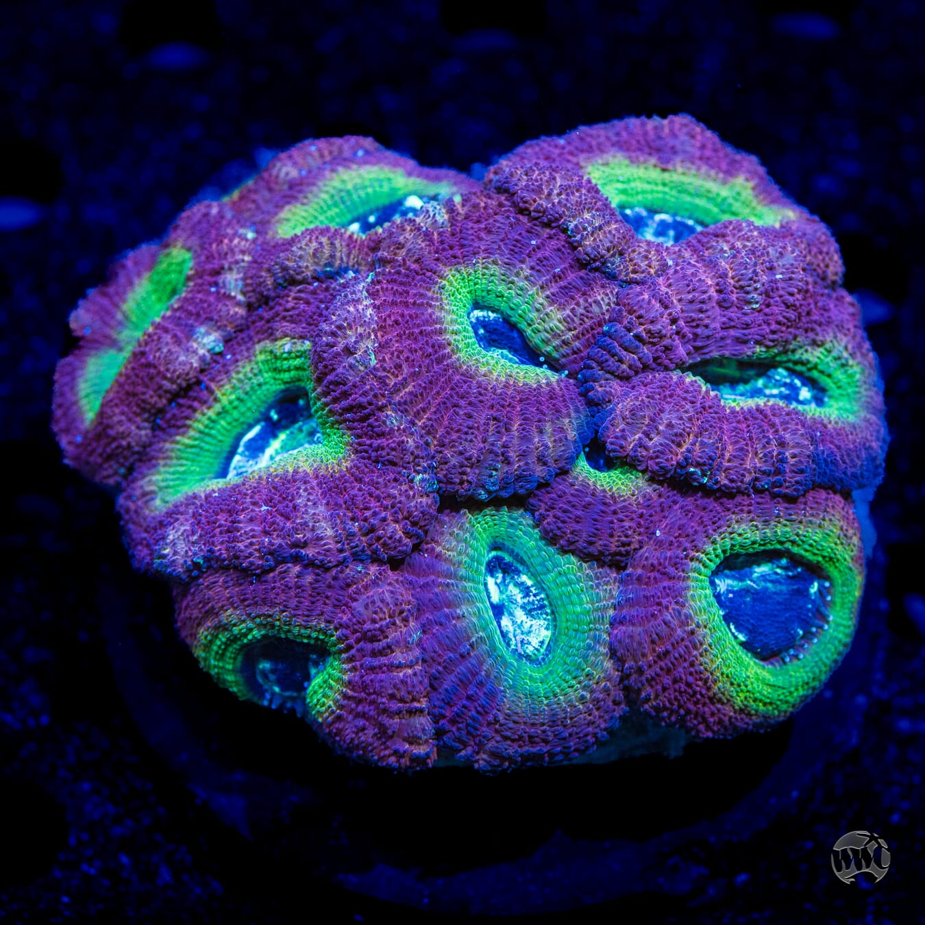 Bicolor Asian Lord - Daylight Photo