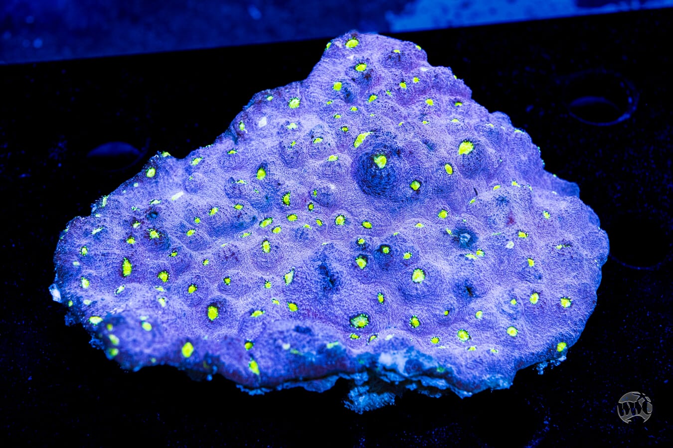 Toxic Pools Chalice - Daylight Photo