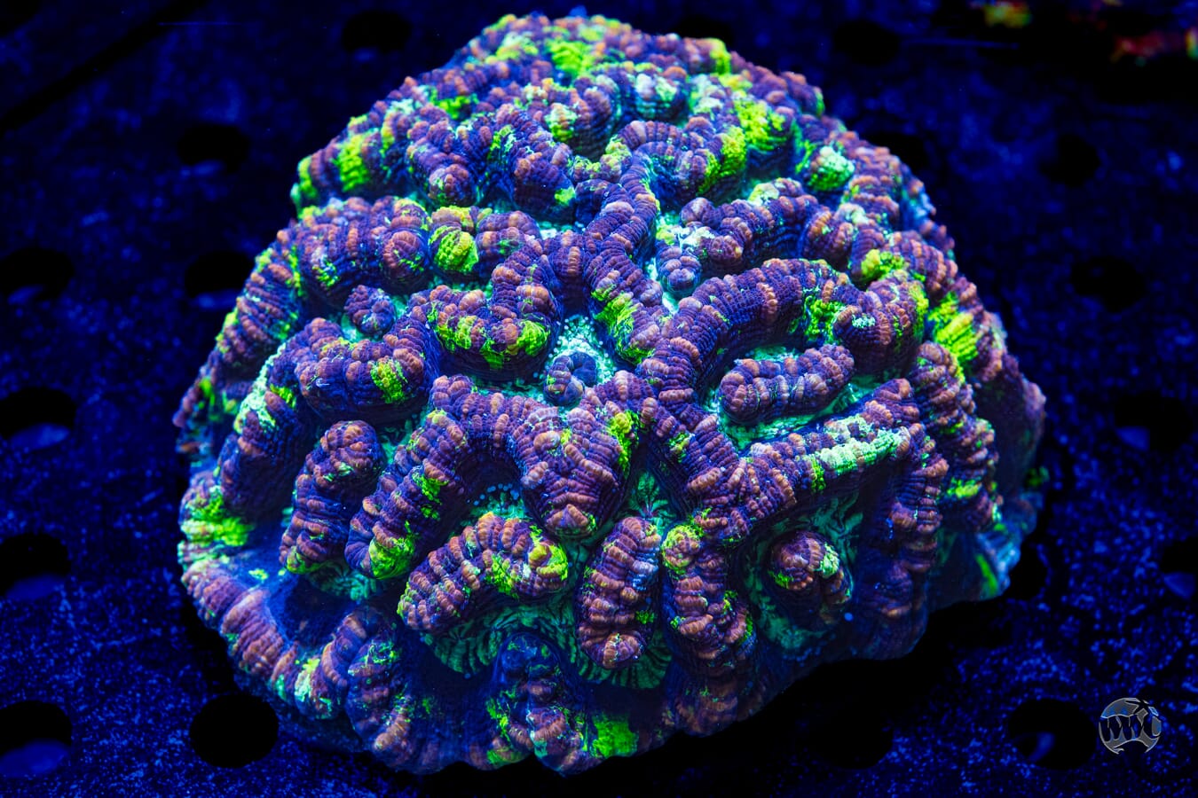 Watermelon Vine Symphyllia Wilsoni - Daylight Photo