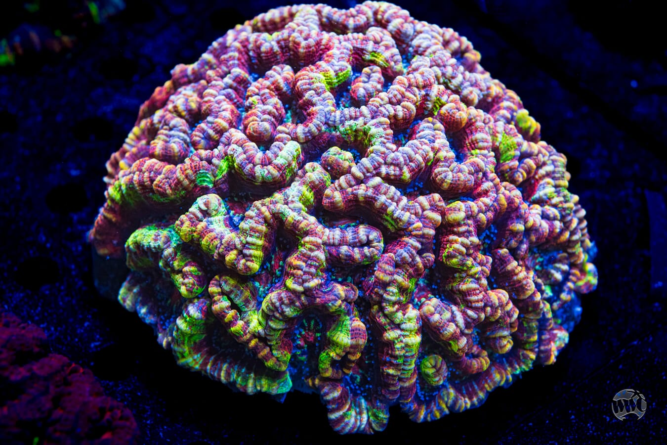 Rainbow Rush Symphyllia Wilsoni - Daylight Photo