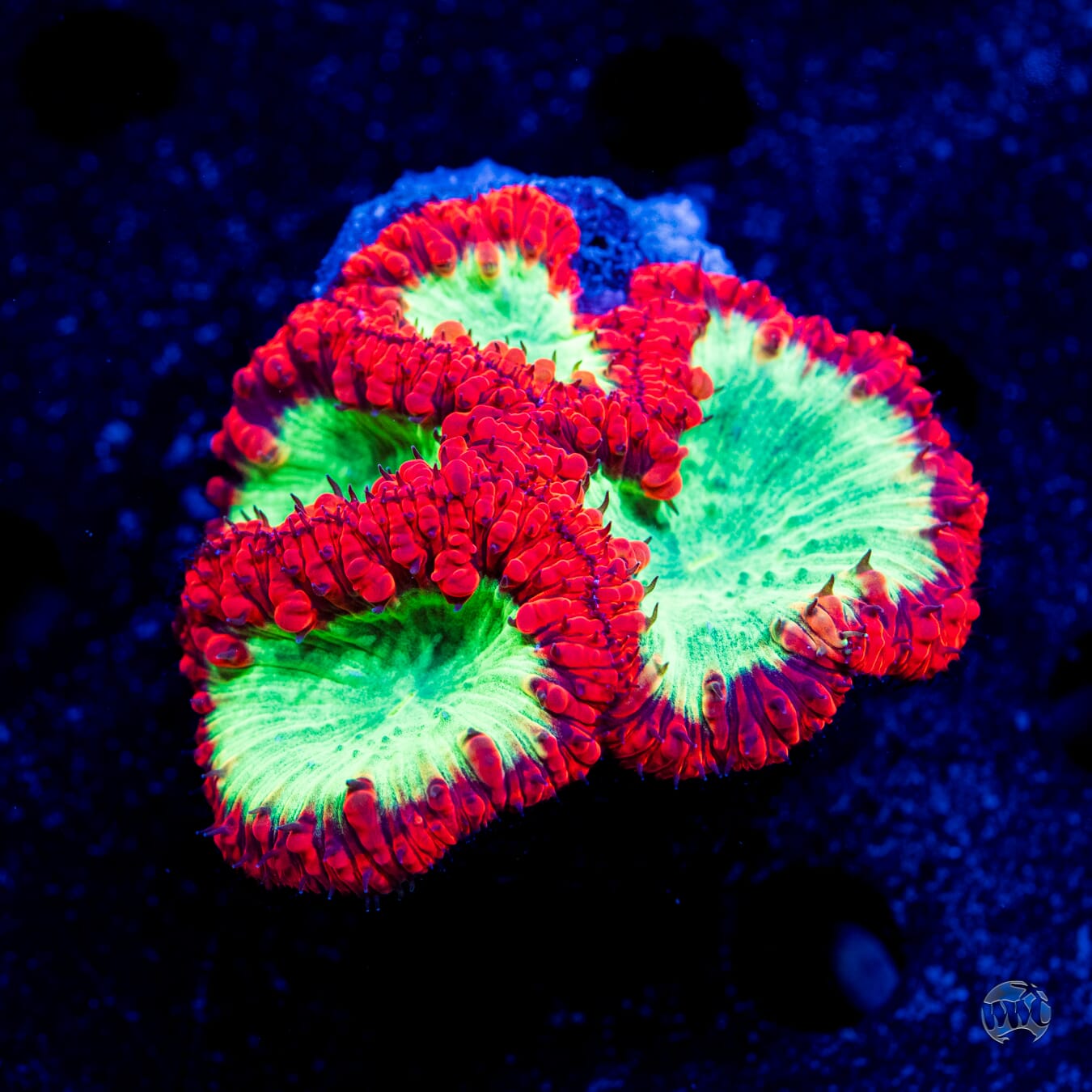 Ultra Multicolor Blastomussa #2 - Daylight Photo
