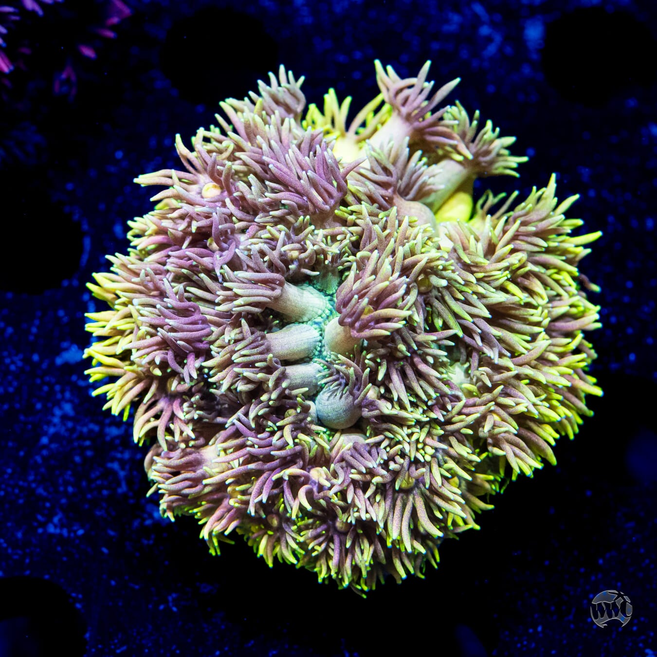 Pastel Goniopora #1 - Daylight Photo