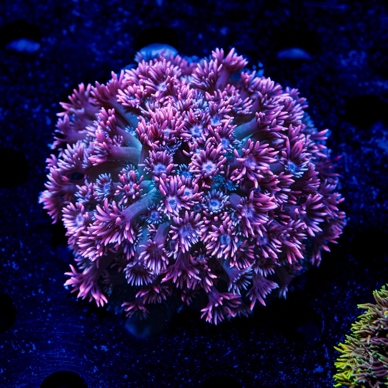 Pastel Goniopora #2 - Daylight Photo