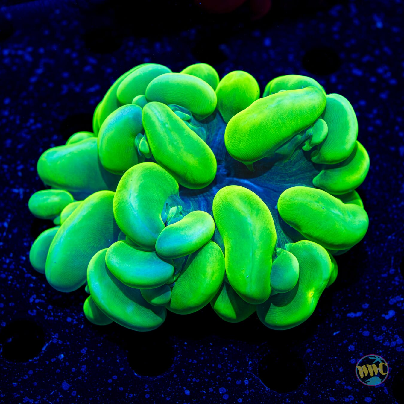 Neon Bubble Coral - Daylight Photo