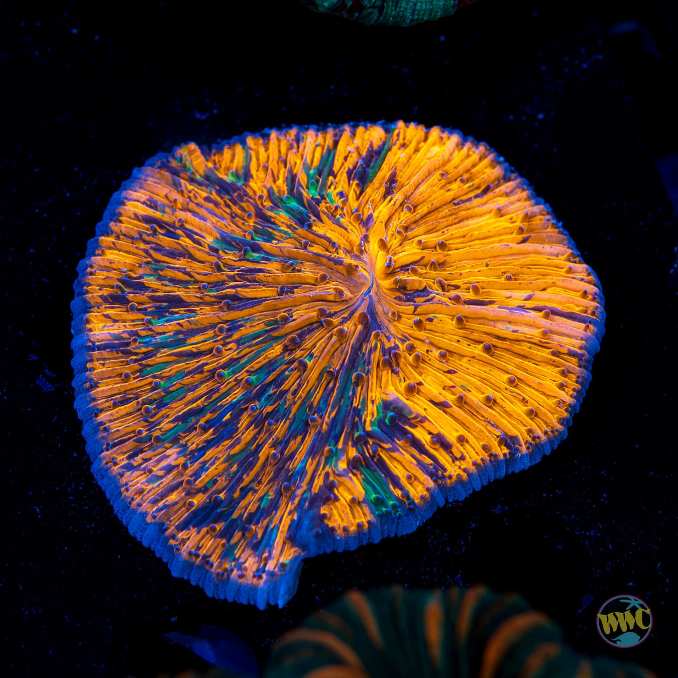 Splatter Plate Coral - Daylight Photo