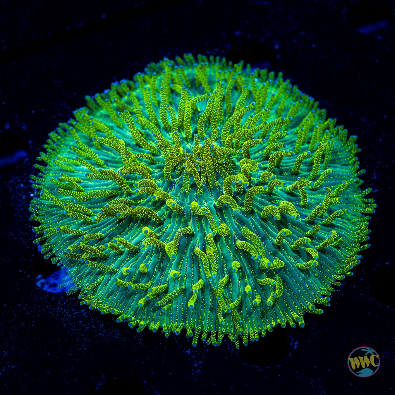 Glitter Glow Worm Plate Coral - Daylight Photo