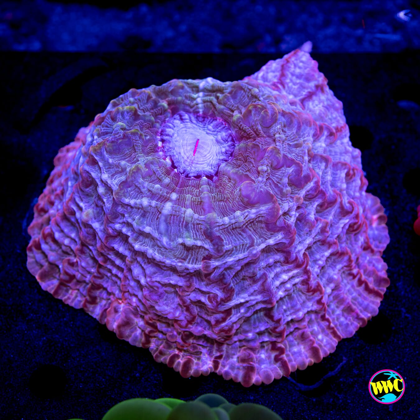 Pretty in Pink Cynarina - Daylight Photo