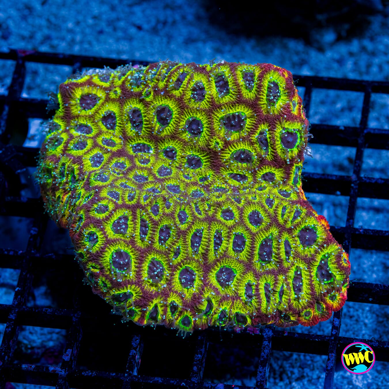 Jason Fox Sector 001 Favites - Daylight Photo