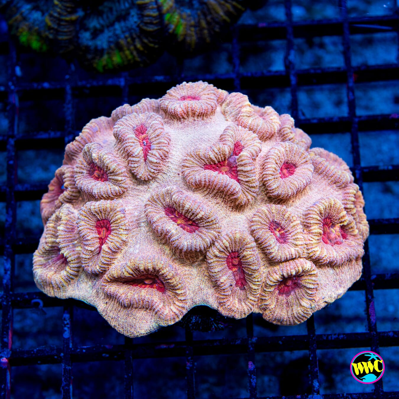 Flaming Cauldron Favia - Daylight Photo