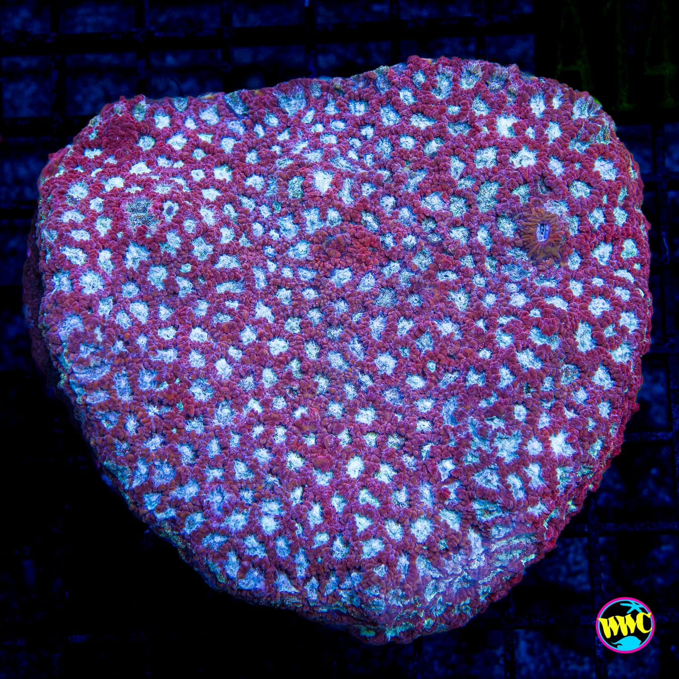 Silver Dollar Favites - Daylight Photo