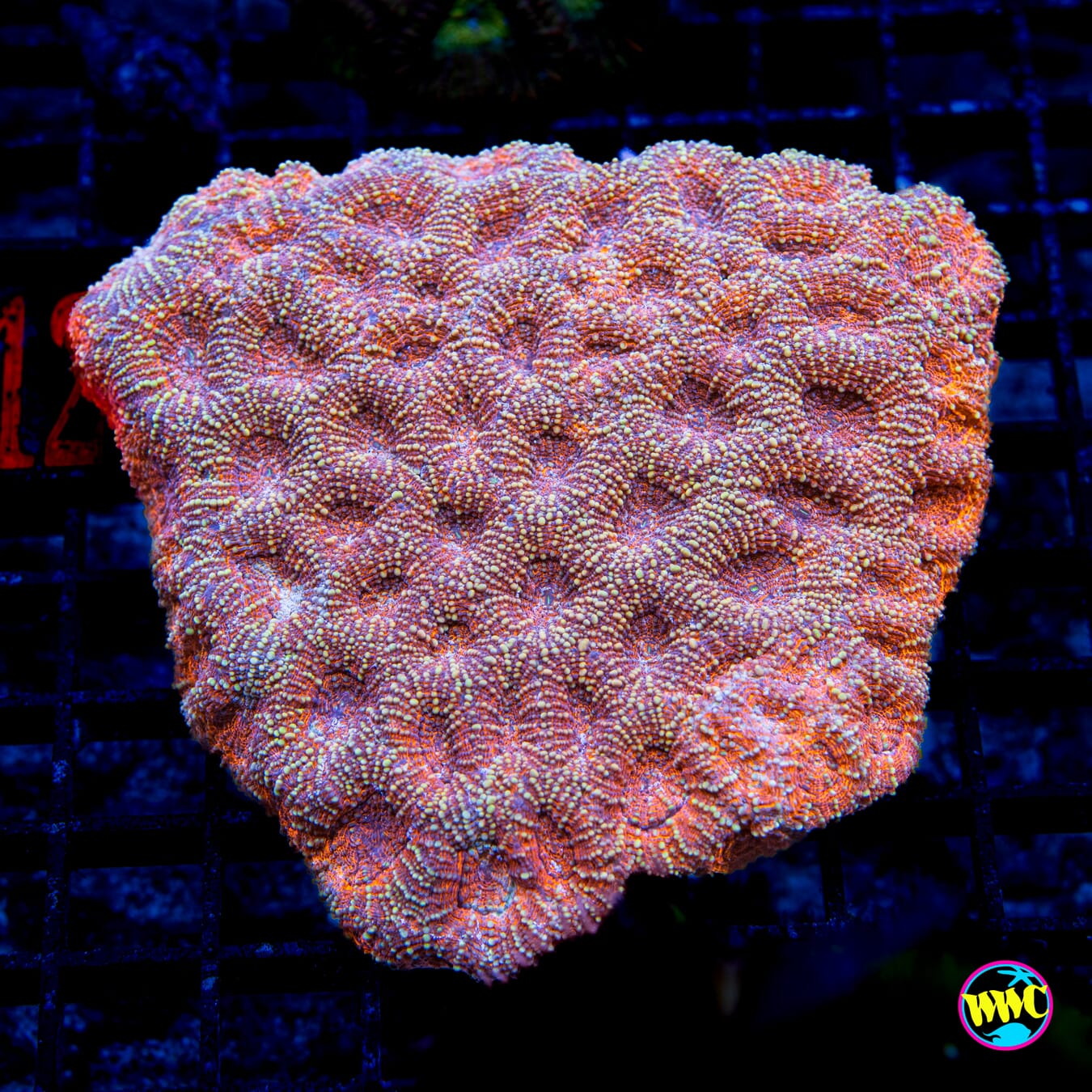 Tangerine Echinata - Daylight Photo