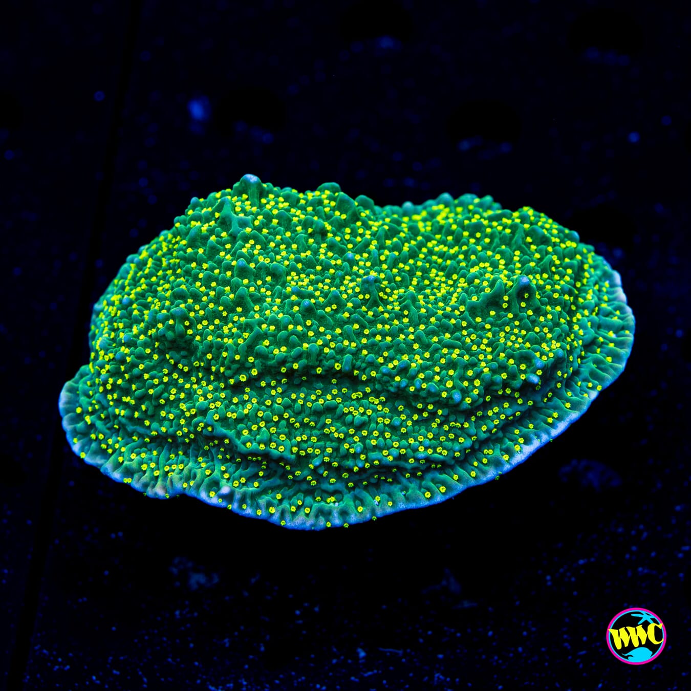 Jason Fox Frankie's Hot Pink Rim Montipora - Daylight Photo