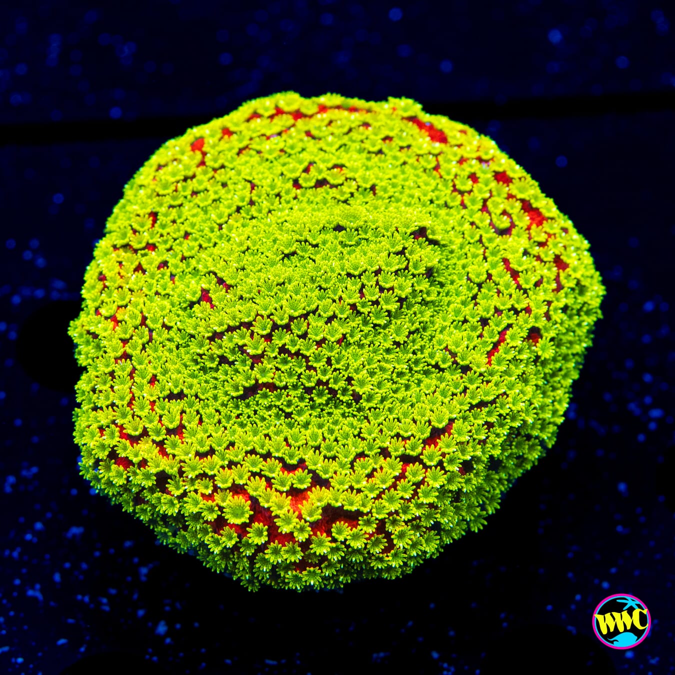 WWC Sunset Montipora - Daylight Photo