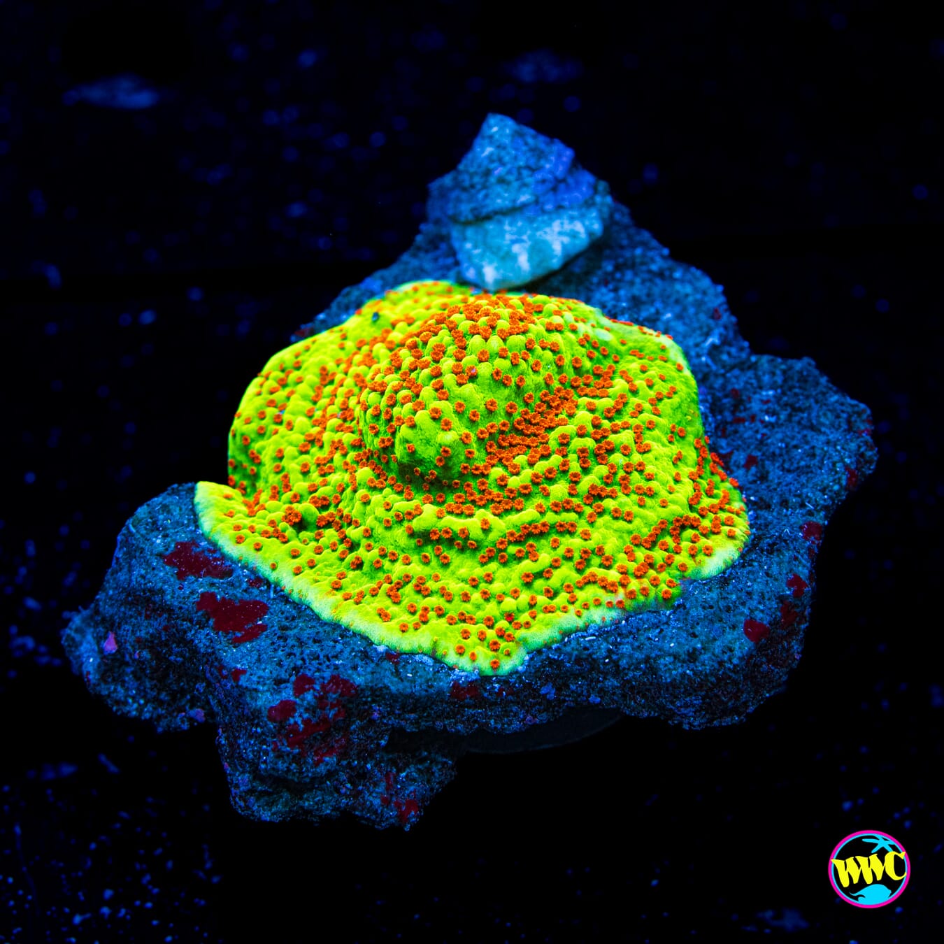 WWC Spicy Banana Montipora - Daylight Photo