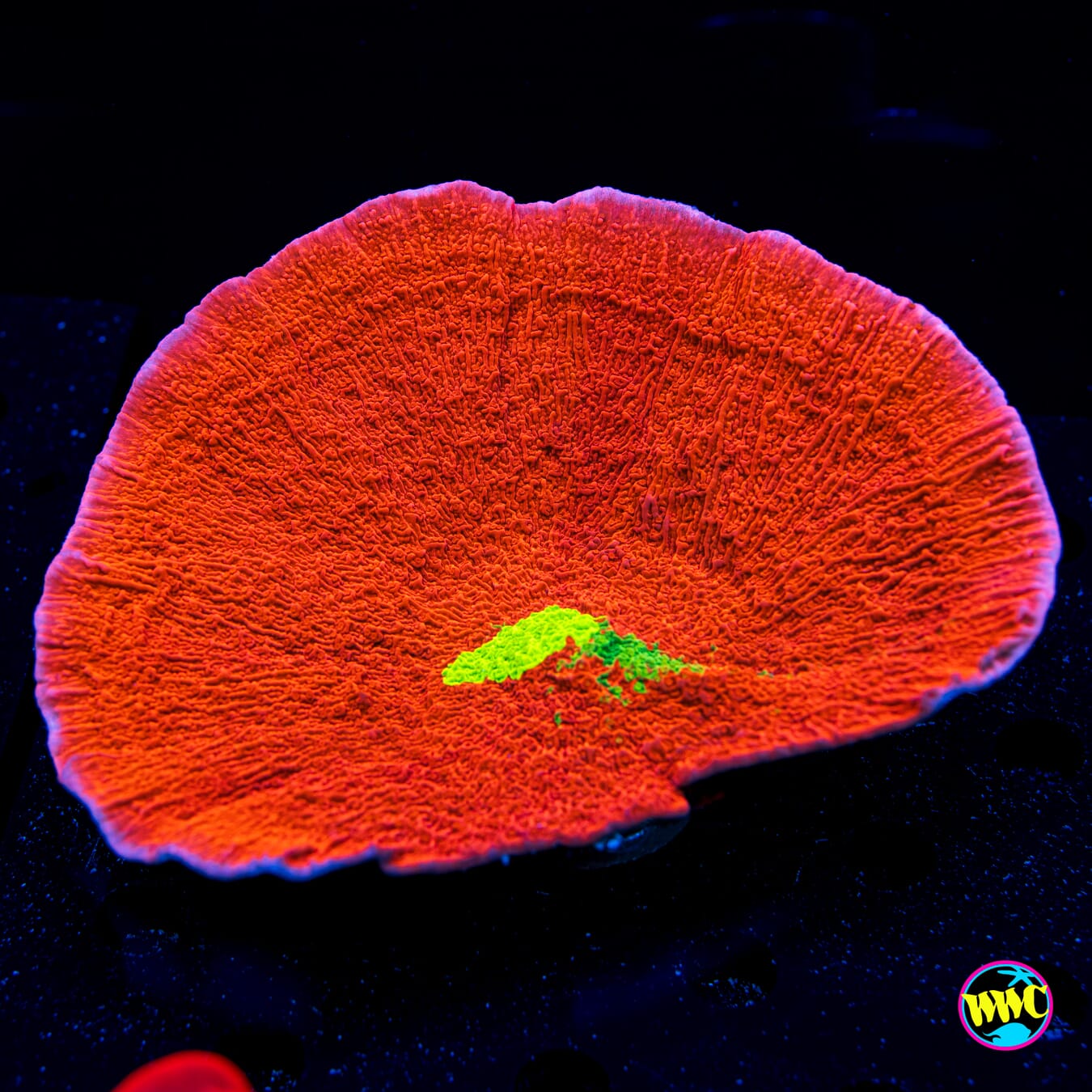 WWC Triple Threat Montipora - Daylight Photo