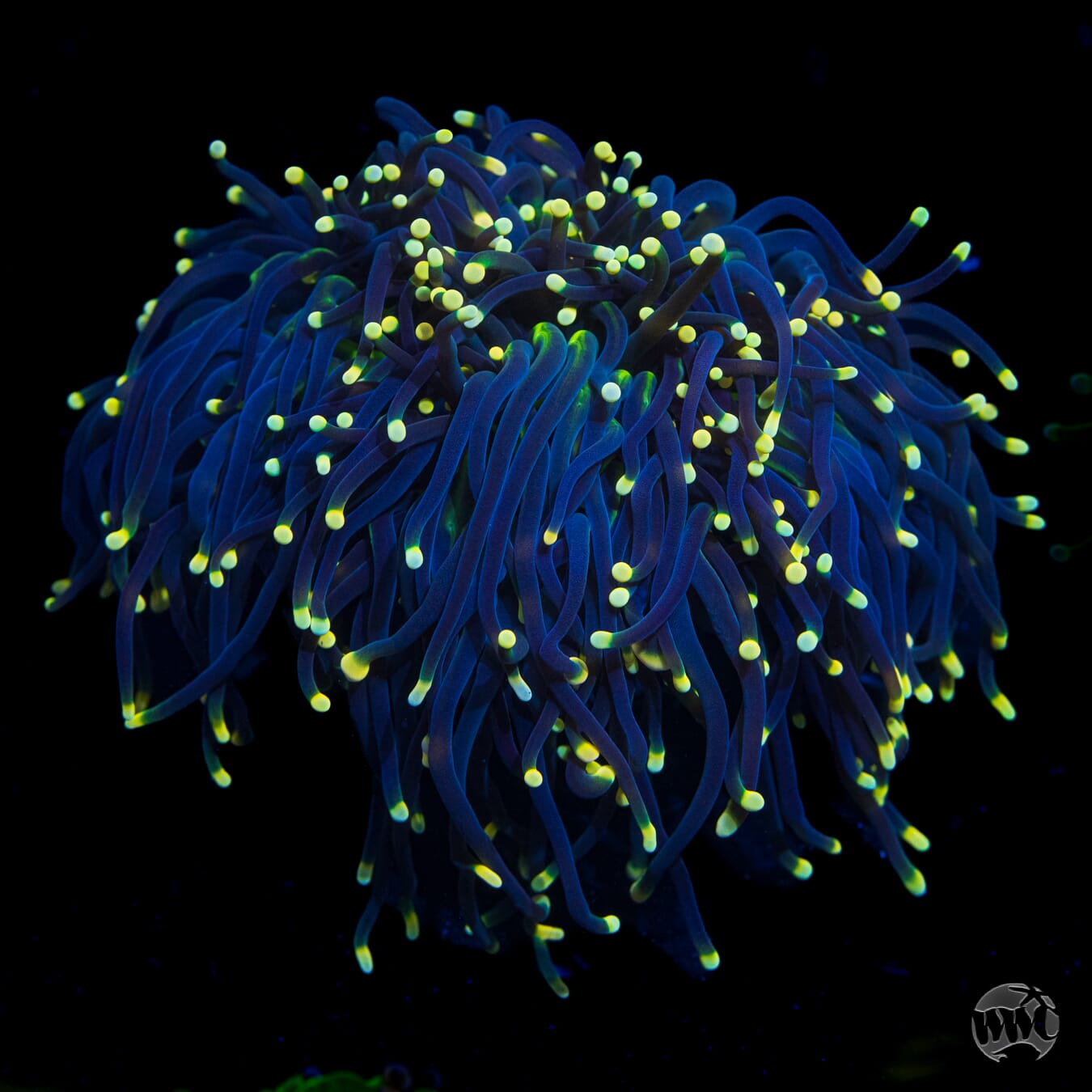 Poison Tipped Torch - Daylight Photo