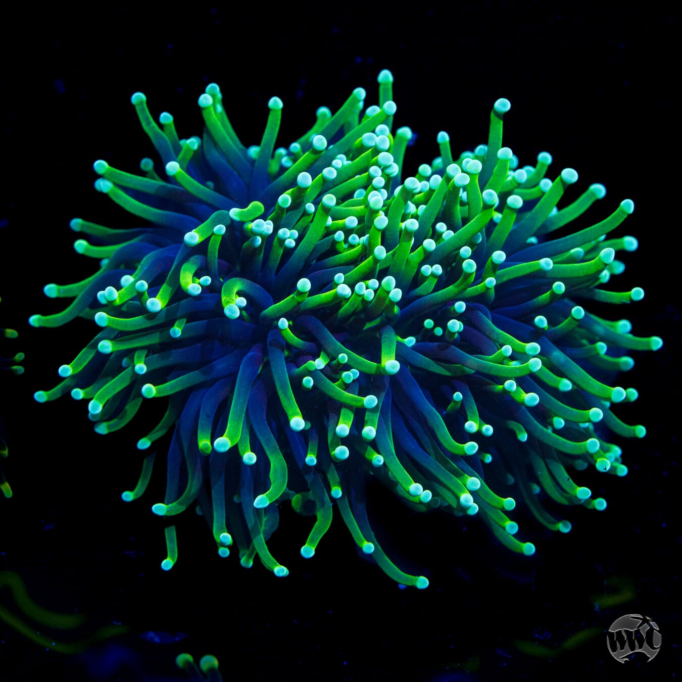 Neon Tipped Torch - Daylight Photo